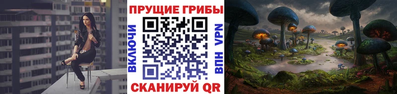 наркота  Ковров  Псилоцибиновые грибы Psilocybe 